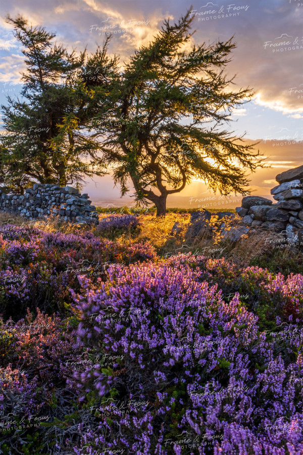 To buy a print or any of the below please click on the images